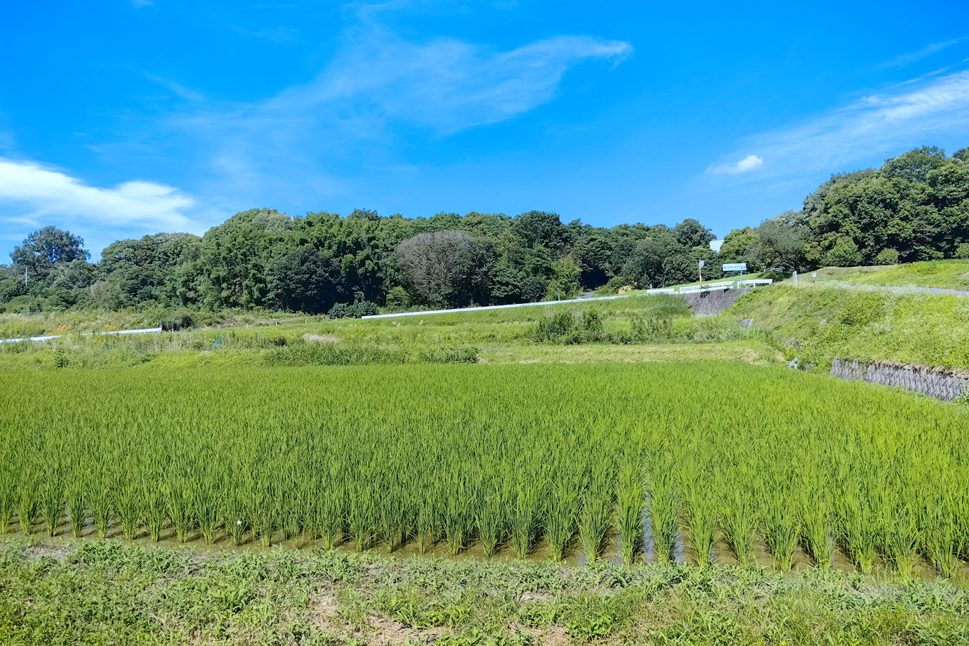 四國遍路-小松尾山大興寺